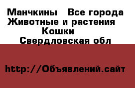 Манчкины - Все города Животные и растения » Кошки   . Свердловская обл.